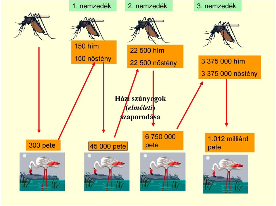 nőstény 3 375 000 hím 3 375 000 nőstény Házi