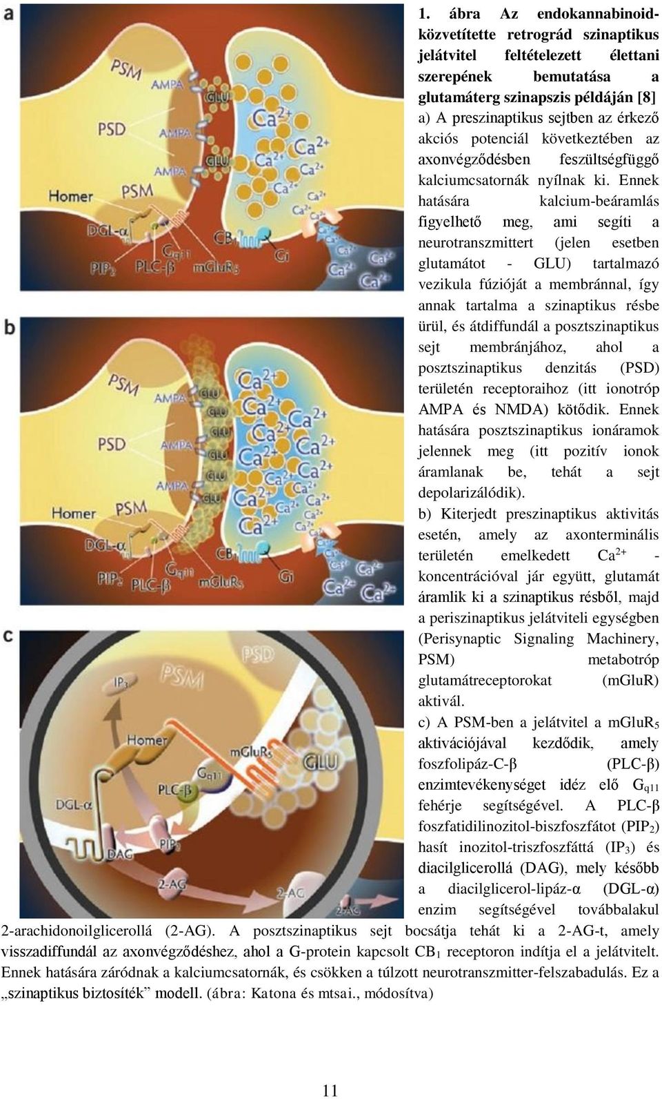 Ennek hatására kalcium-beáramlás figyelhető meg, ami segíti a neurotranszmittert (jelen esetben glutamátot - GLU) tartalmazó vezikula fúzióját a membránnal, így annak tartalma a szinaptikus résbe