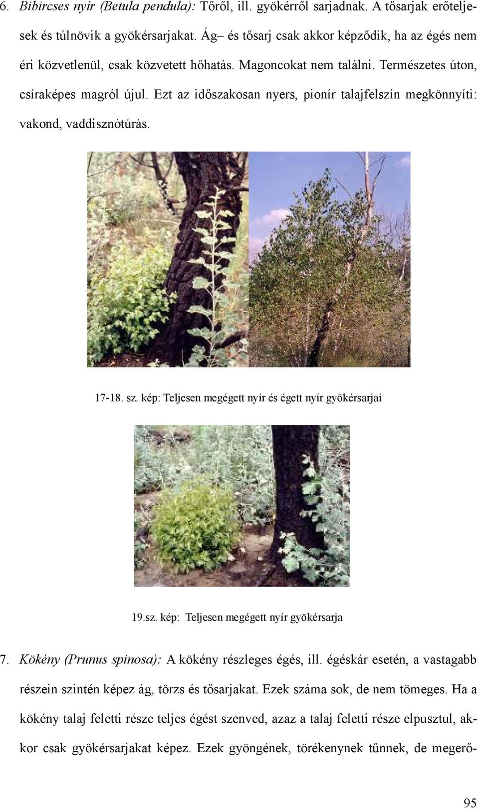 4. sz. melléklet. Néhány a növénytakarót alkotó növény regenerálódása,  felújulása - PDF Ingyenes letöltés