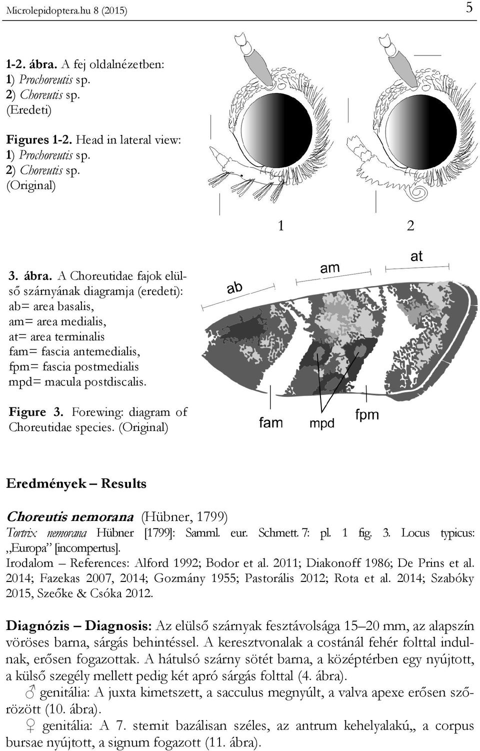Figure 3. Forewing: diagram of Choreutidae species. (Original) Eredmények Results Choreutis nemorana (Hübner, 1799) Tortrix nemorana Hübner [1799]: Samml. eur. Schmett. 7: pl. 1 fig. 3. Locus typicus: Europa [incompertus].