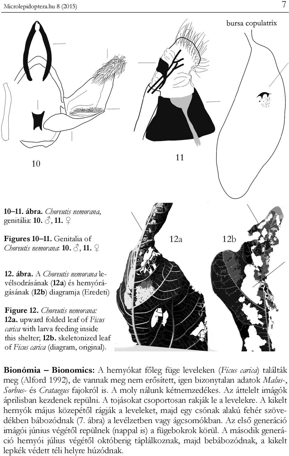 Bionómia Bionomics: A hernyókat főleg füge leveleken (Ficus carica) találták meg (Alford 1992), de vannak meg nem erősített, igen bizonytalan adatok Malus-, Sorbus- és Crataegus fajokról is.