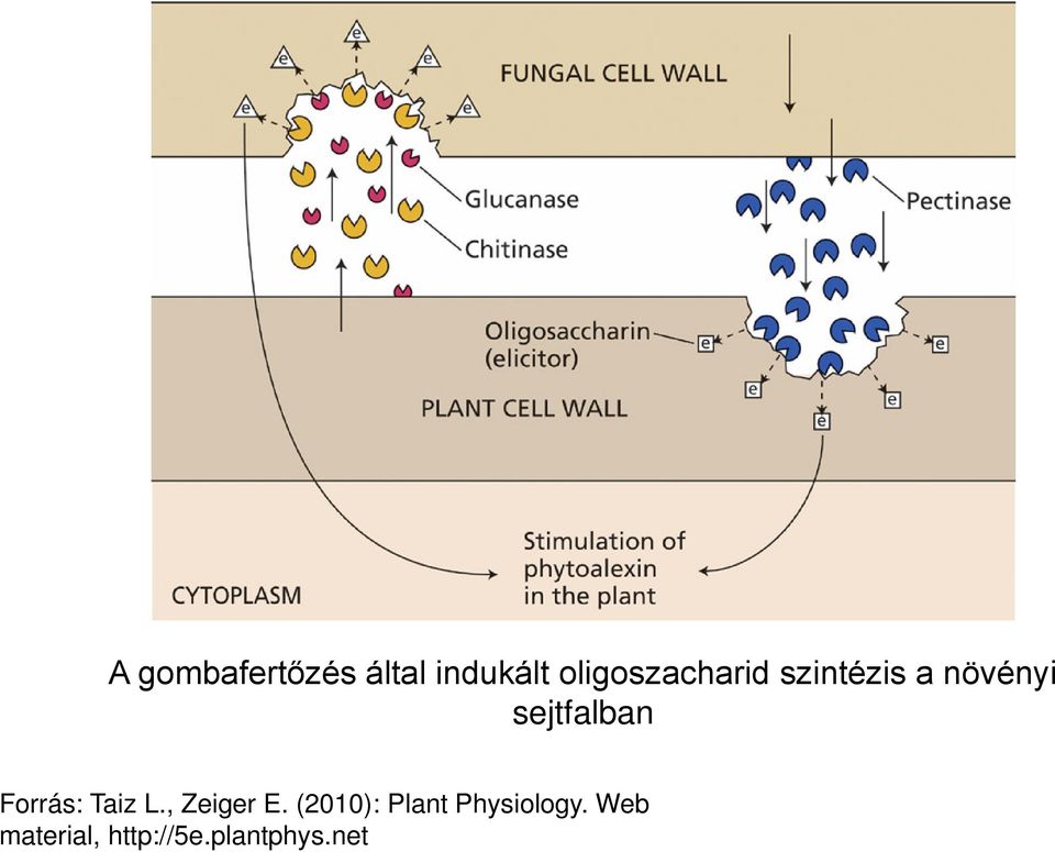 sejtfalban Forrás: Taiz L., Zeiger E.