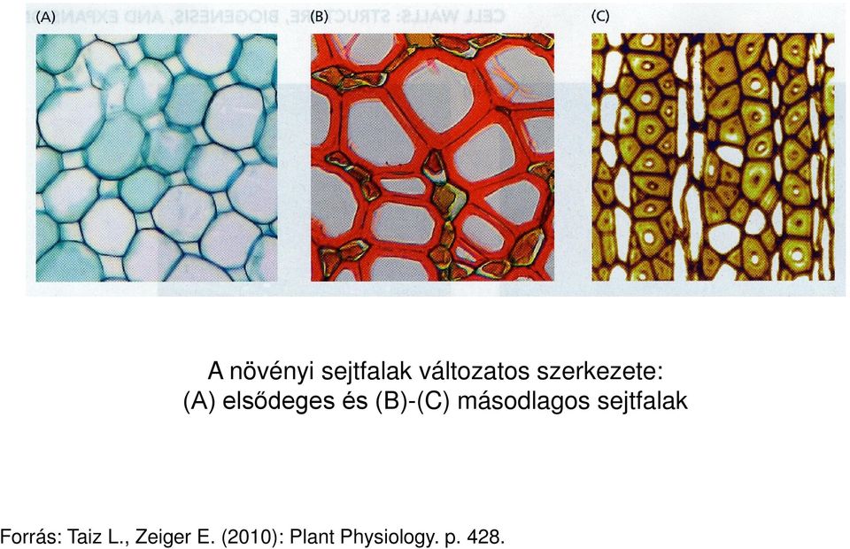 másodlagos sejtfalak Forrás: Taiz L.