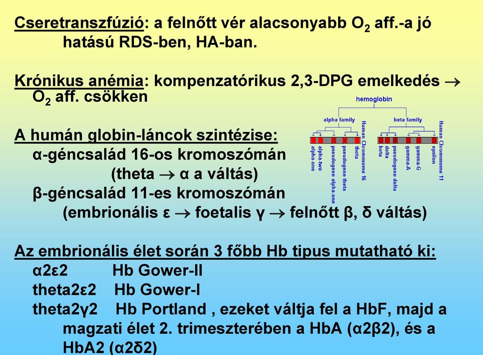 csökken A humán globin-láncok szintézise: α-géncsalád 16-os kromoszómán (theta α a váltás) β-géncsalád 11-es kromoszómán