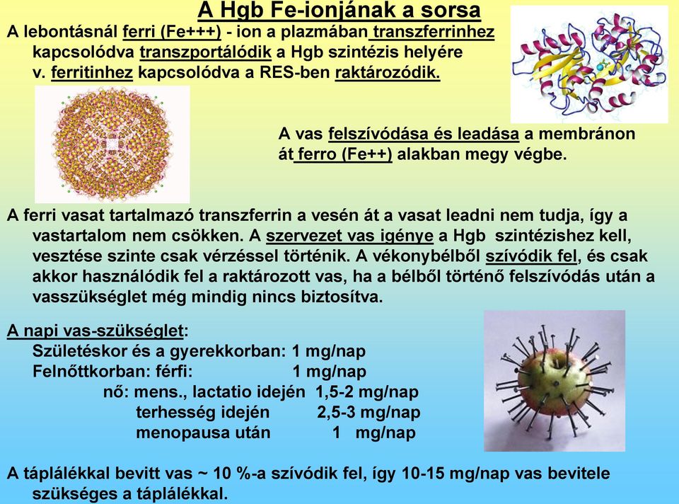 A szervezet vas igénye a Hgb szintézishez kell, vesztése szinte csak vérzéssel történik.