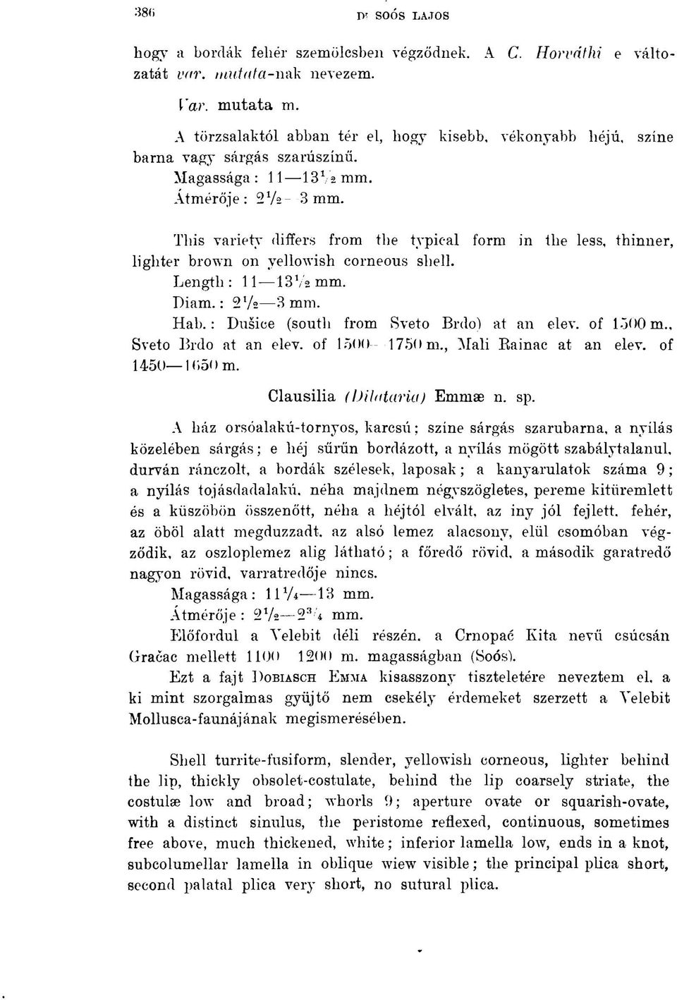 Length: 11 13 Va mm. Diam. : 2 1 /«3 mm. Hab. : Dusice (south from Sveto Brdo) at an elev. of 1500 m., Sveto Brdo at an elev. of 1500 1750 m., Mali Bainac at an elev. of 1450 1650 m.