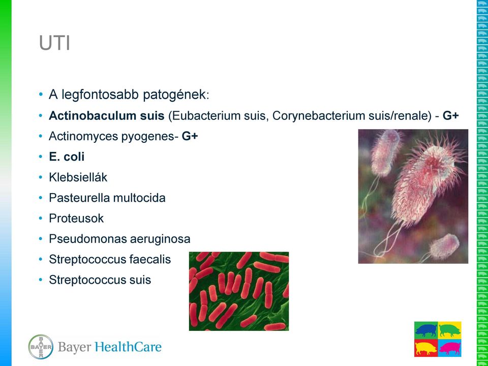 pyogenes- G+ E.