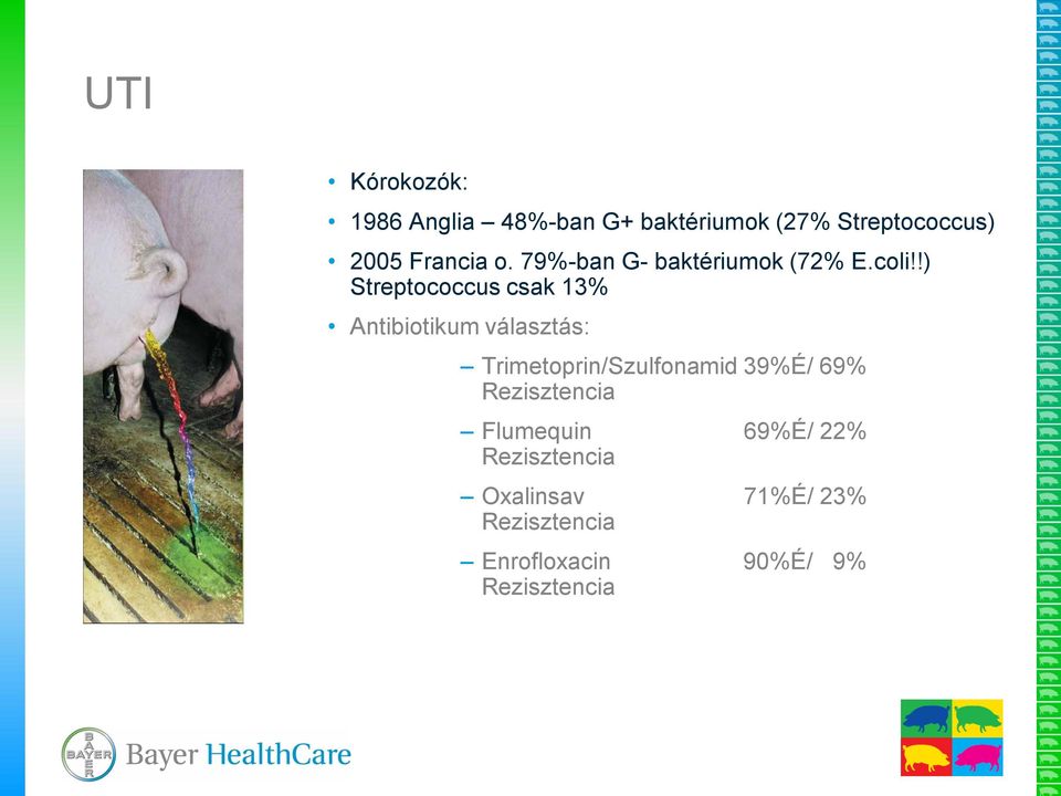 !) Streptococcus csak 13% Antibiotikum választás: Trimetoprin/Szulfonamid