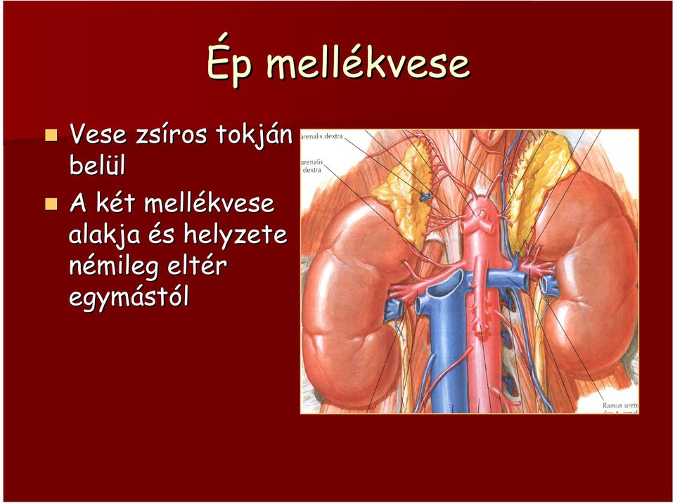 mellékvese alakja és s