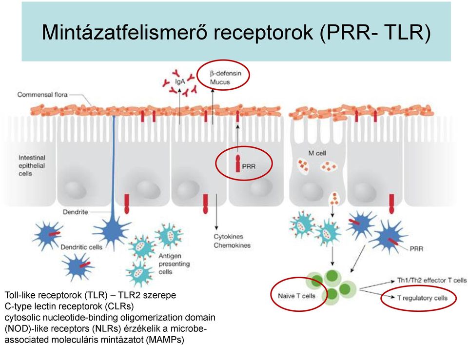 nucleotide-binding oligomerization domain (NOD)-like receptors