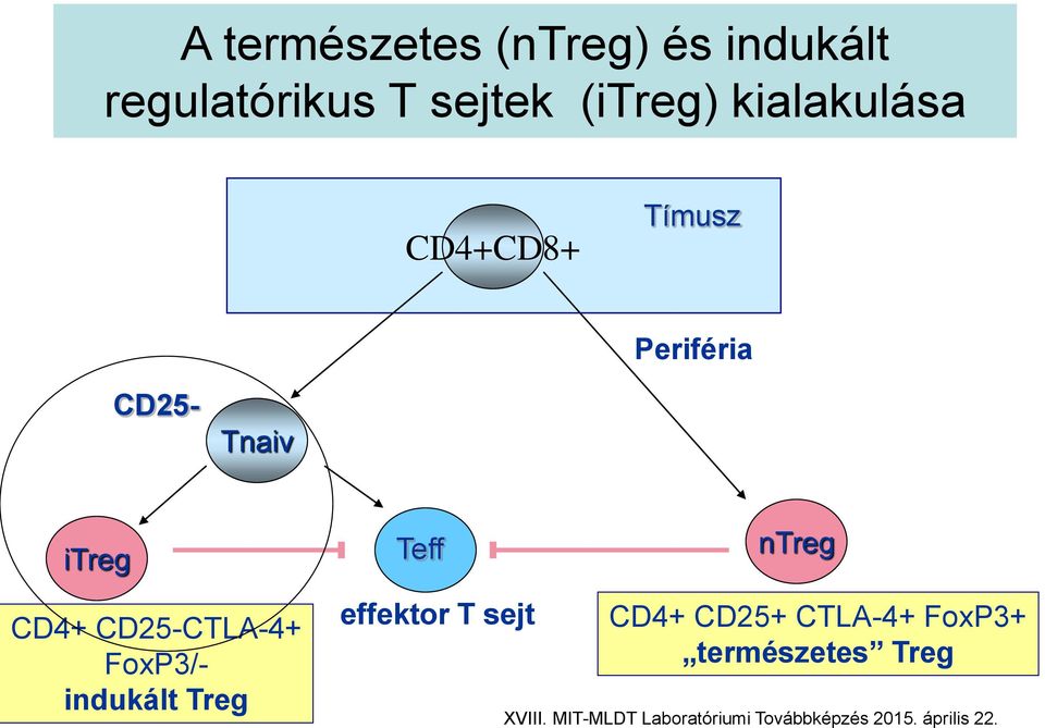 CD25-CTLA-4+ FoxP3/- indukált Treg effektor T sejt CD4+ CD25+ CTLA-4+