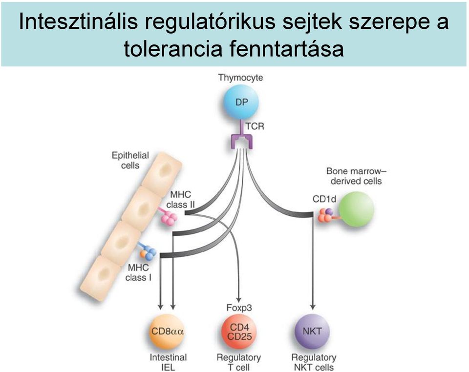 sejtek szerepe a