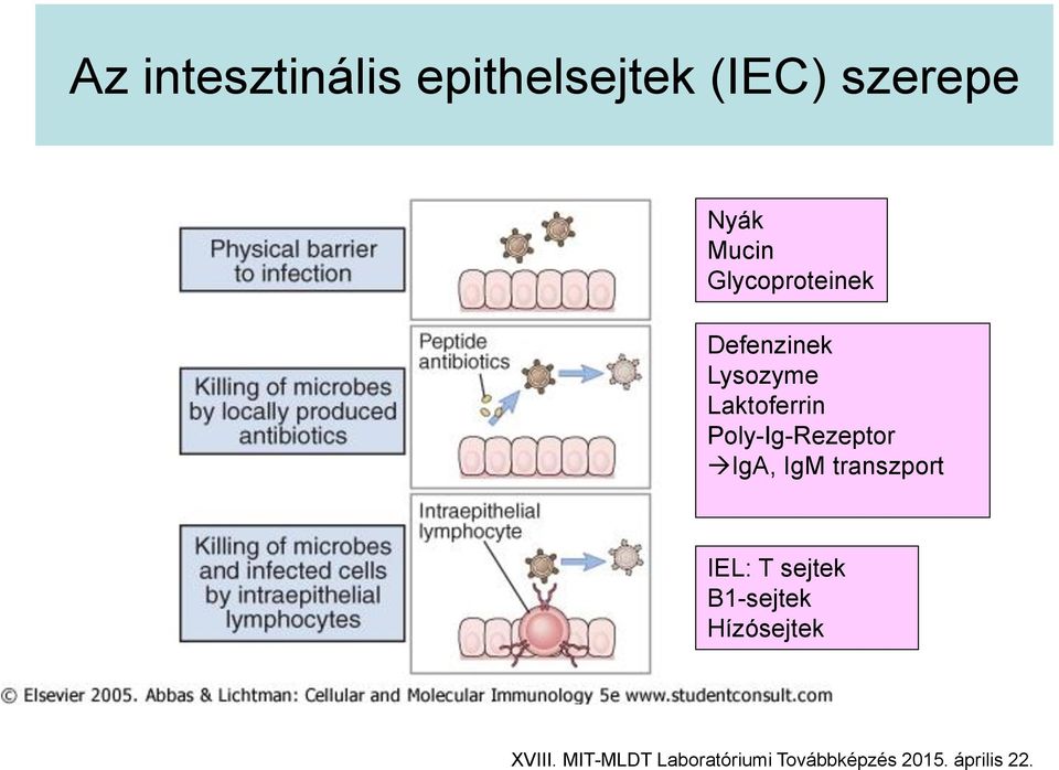 Poly-Ig-Rezeptor IgA, IgM transzport IEL: T sejtek