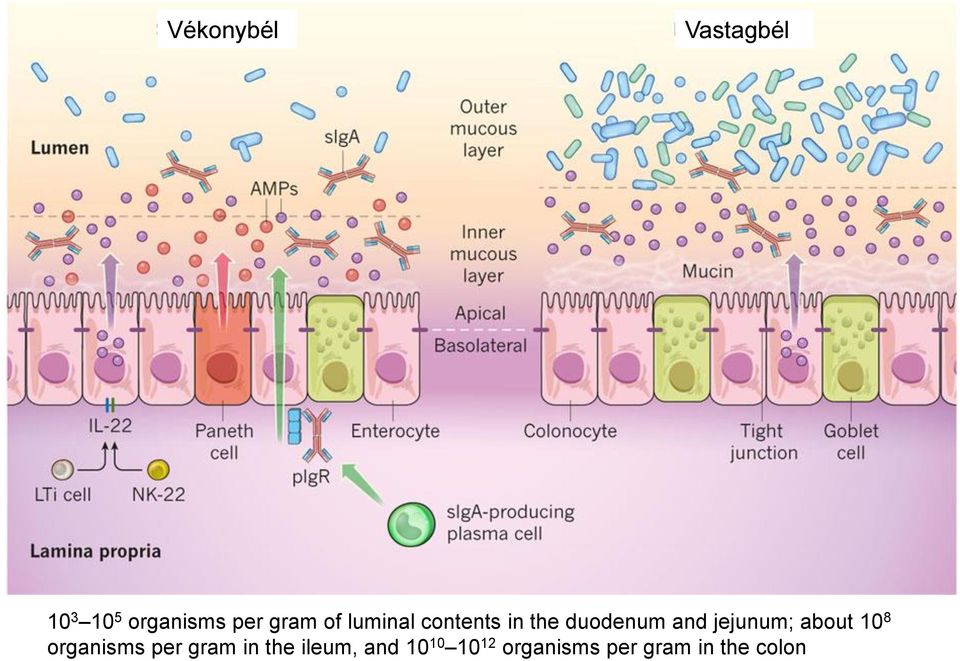 jejunum; about 10 8 organisms per gram in the