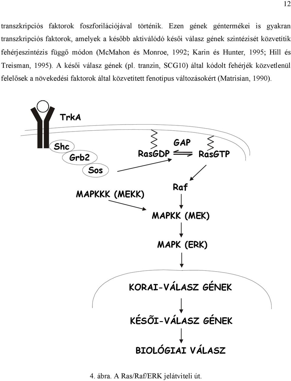 módon (McMahon és Monroe, 1992 Karin és Hunter, 1995 Hill és Treisman, 1995). A késői válasz gének (pl.