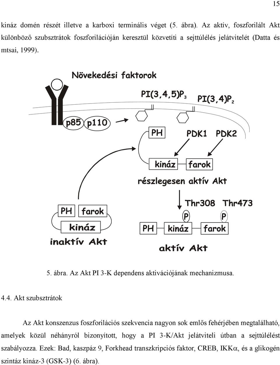 Az Akt PI 3-K dependens aktivációjának mechanizmusa. 4.