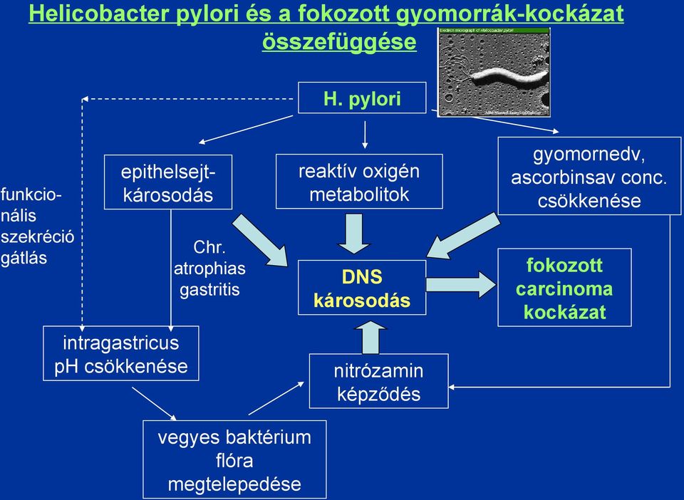 Chr. atrophias gastritis reaktív oxigén metabolitok DNS károsodás nitrózamin képződés