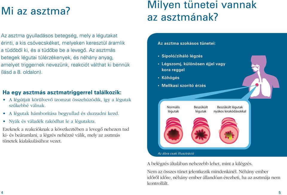 Ha egy asztmás asztmatriggerrel találkozik: A légútjait körülvevô izomzat összehúzódik, így a légutak szûkebbé válnak. A légutak hámborítása begyullad és duzzadni kezd.