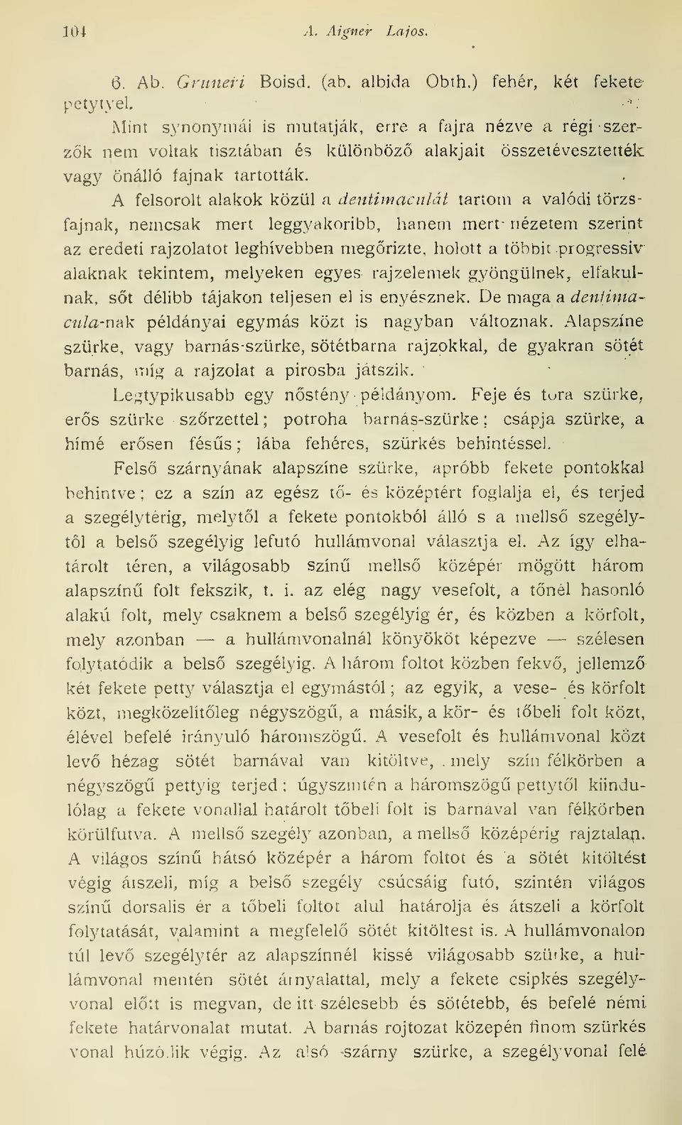 A felsorolt alakok közül a dentimaciilát tartom a valódi törzs fajnak, nemcsak mert leggyakoribb, hanem mert nézetem szerint az eredeti rajzolatot leghívebben megrizte, holott a többit pioi^ressiv