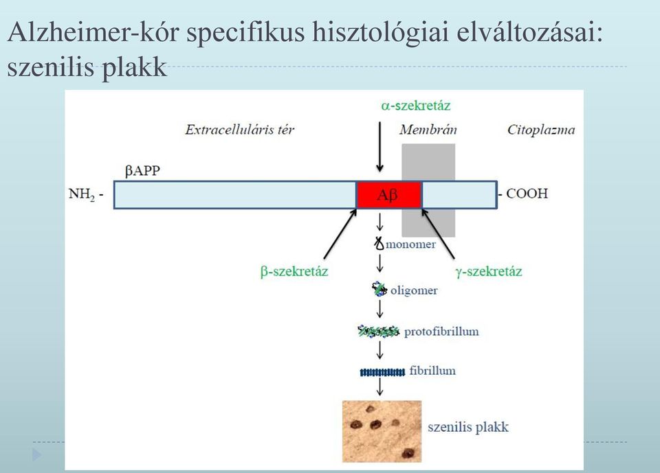 hisztológiai