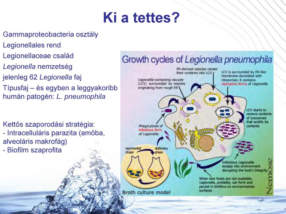 leggyakoribb humán patogén: L. pneumophila Ki a tettes?