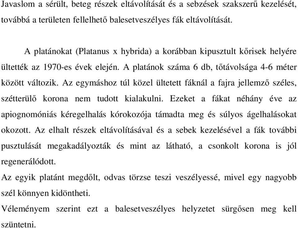 Az egymáshoz túl közel ültetett fáknál a fajra jellemző széles, szétterülő korona nem tudott kialakulni.