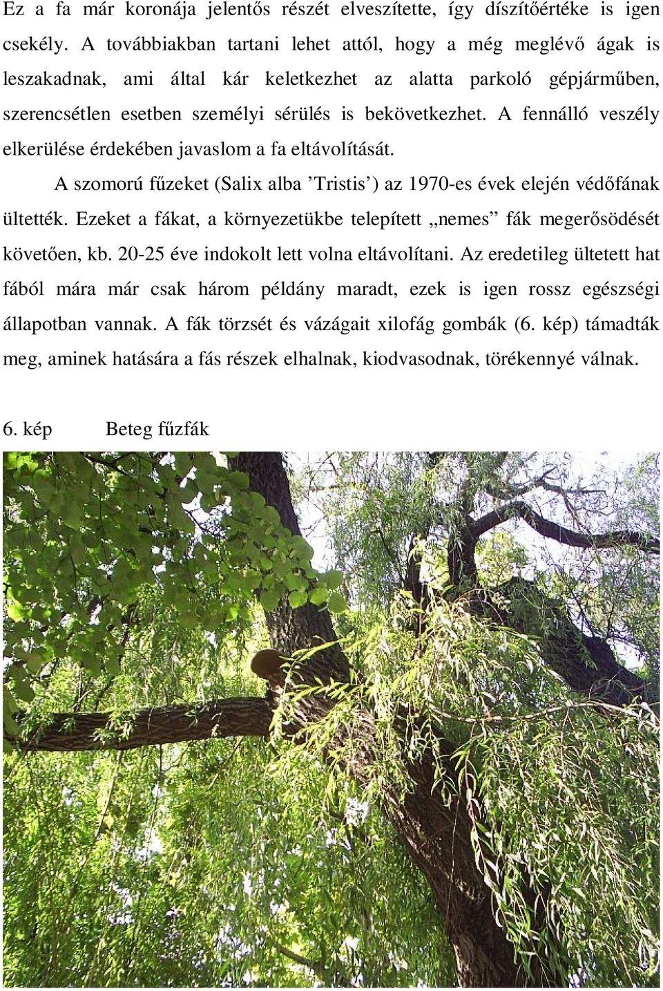 A fennálló veszély elkerülése érdekében javaslom a fa eltávolítását. A szomorú fűzeket (Salix alba Tristis ) az 1970-es évek elején védőfának ültették.