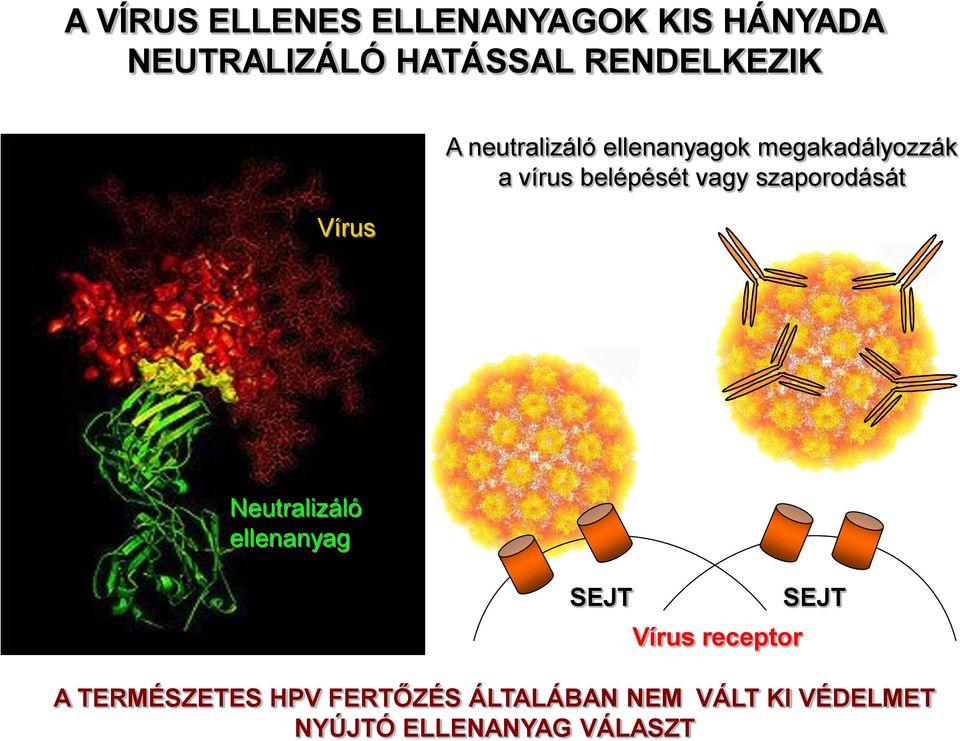 vagy szaporodását Vírus Neutralizáló ellenanyag SEJT Vírus receptor SEJT