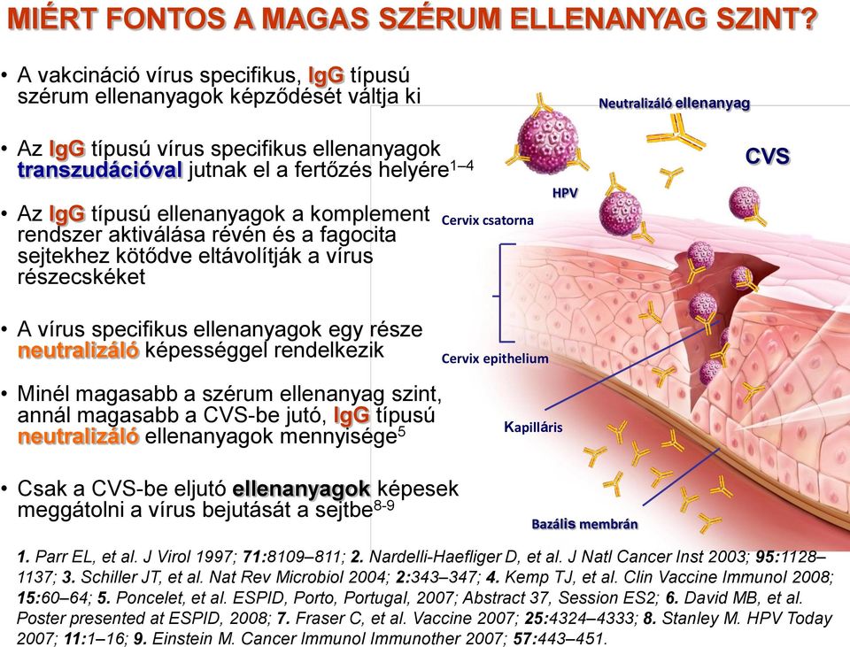 ellenanyagok a komplement rendszer aktiválása révén és a fagocita sejtekhez kötődve eltávolítják a vírus részecskéket Cervix csatorna HPV Neutralizáló ellenanyag CVS A vírus specifikus ellenanyagok