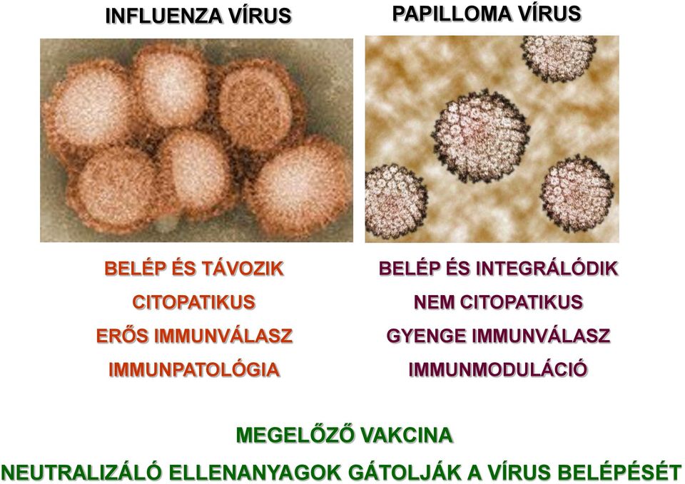 INTEGRÁLÓDIK NEM CITOPATIKUS GYENGE IMMUNVÁLASZ