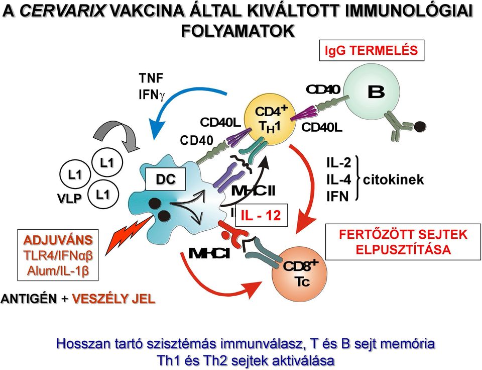 IL-12-12 CD8 + Tc CD40 CD40L IgG TERMELÉS B IL-2 IL-4 citokinek IFN FERTŐZÖTT SEJTEK