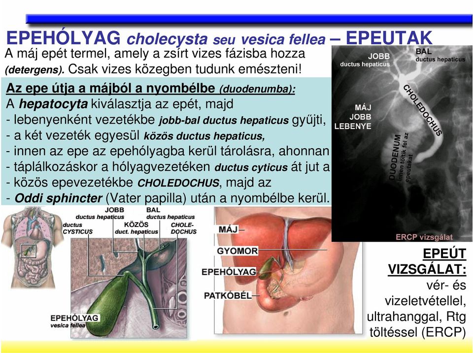 vezeték egyesül közös ductus hepaticus, - innen az epe az epehólyagba kerül tárolásra, ahonnan - táplálkozáskor a hólyagvezetéken ductus cyticus át jut a -