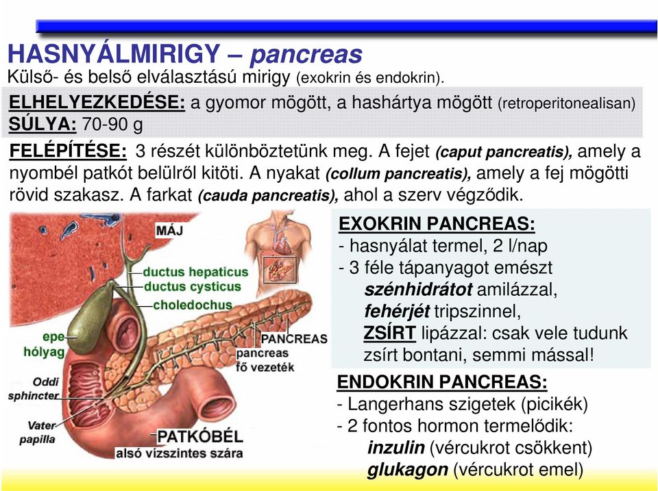 A fejet (caput pancreatis), amely a nyombél patkót belülrıl kitöti. A nyakat (collum pancreatis), amely a fej mögötti rövid szakasz.