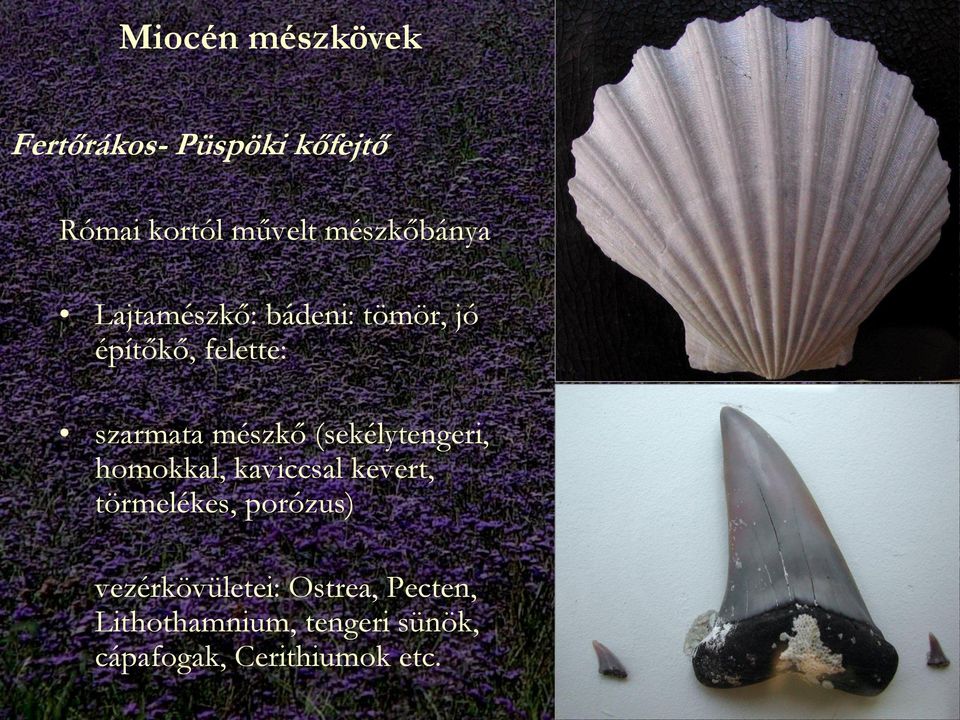 mészkő (sekélytengeri, homokkal, kaviccsal kevert, törmelékes, porózus)