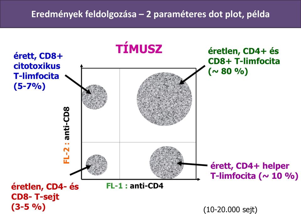 példa érett, CD8+ citotoxikus T-limfocita (5-7%) TÍMUSZ éretlen, CD4+ és CD8+
