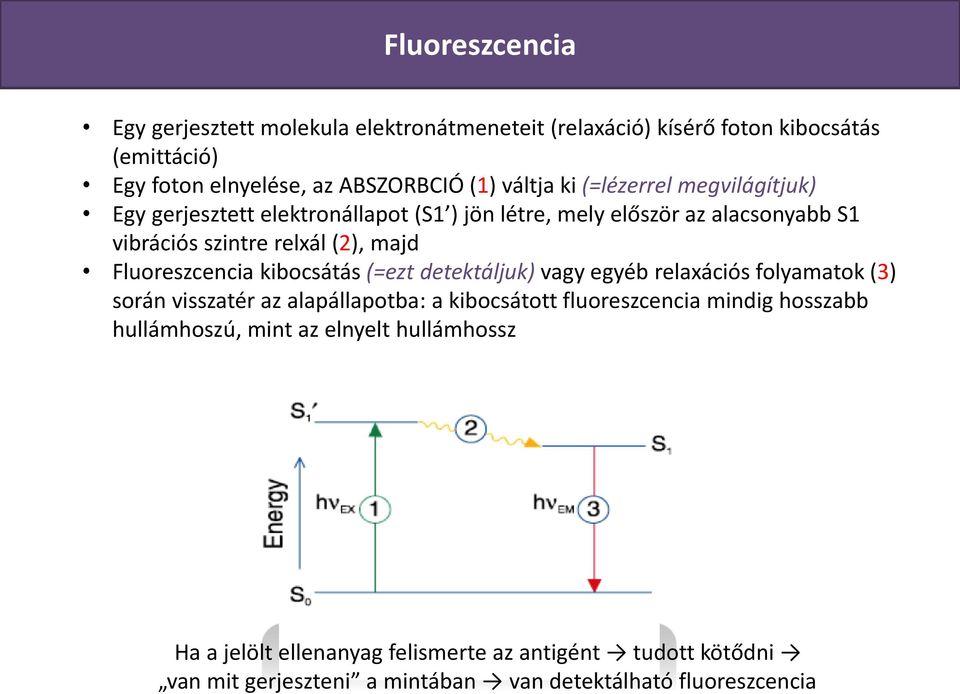kibocsátás (=ezt detektáljuk) vagy egyéb relaxációs folyamatok (3) során visszatér az alapállapotba: a kibocsátott fluoreszcencia mindig hosszabb