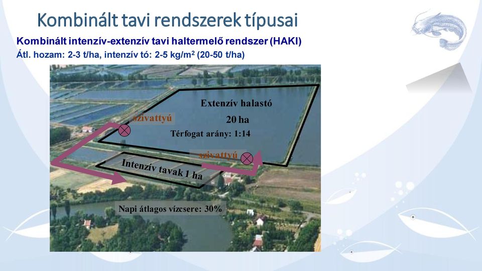 hozam: 2-3 t/ha, intenzív tó: 2-5 kg/m 2 (20-50 t/ha)