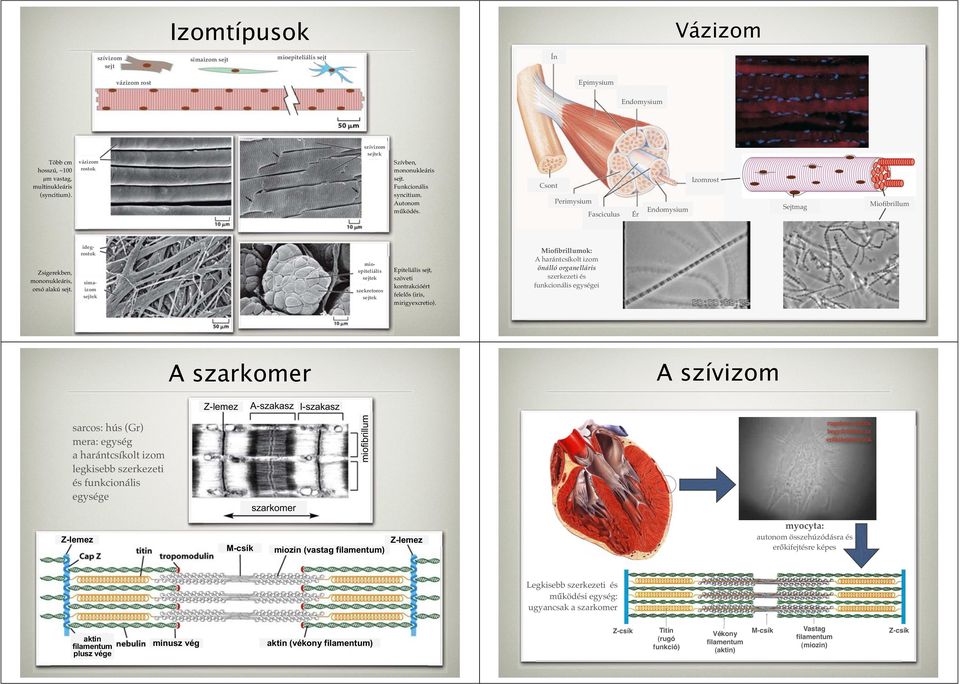 Csont Perimysium Fasciculus Ér Endomysium Izomrost Sejtmag Miofibrillum Zsigerekben, mononukleáris, orsó alakú sejt.