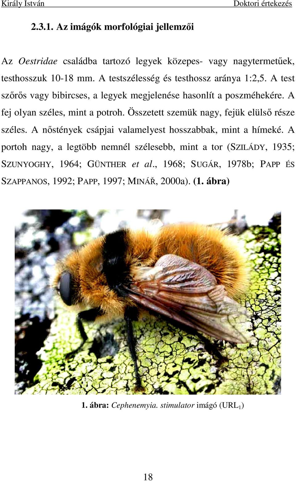 Összetett szemük nagy, fejük elülsı része széles. A nıstények csápjai valamelyest hosszabbak, mint a hímeké.