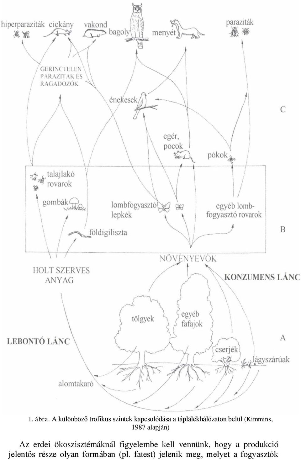 táplálékhálózaton belül (Kimmins, 1987 alapján) Az erdei