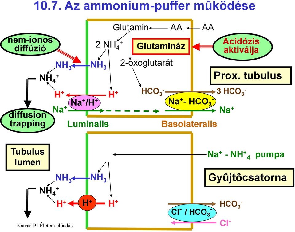 tubulus 3 HCO 3 H + H + Na + /H + Na + HCO 3 Na + Na + Acidózis aktiválja Tubulus lumen NH