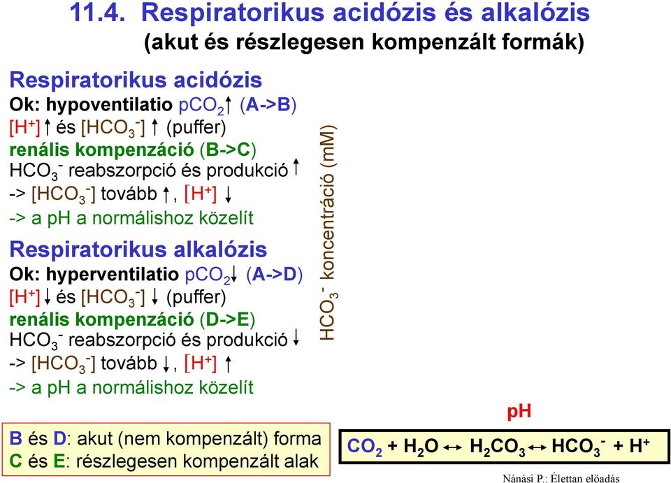 (puffer) renális kompenzáció (B>C) HCO 3 reabszorpció és produkció > [HCO 3 ] tovább, [H + ] > a ph a normálishoz közelít Respiratorikus alkalózis Ok: