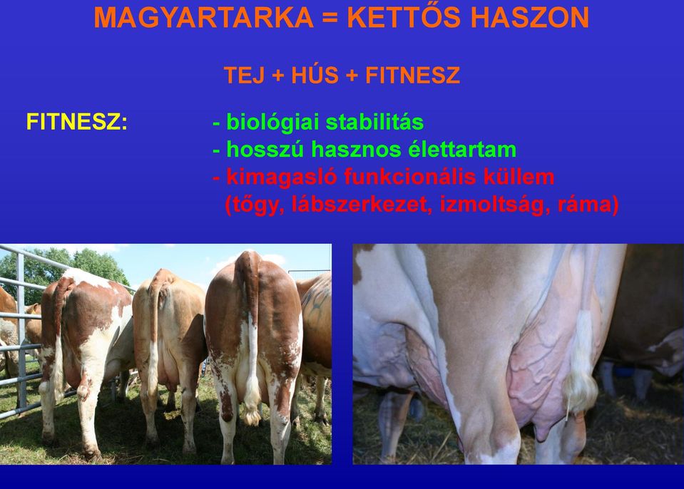 hosszú hasznos élettartam - kimagasló