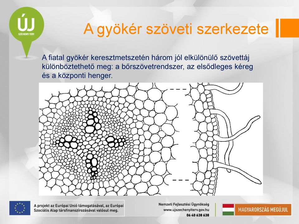 szövettáj különböztethető meg: a