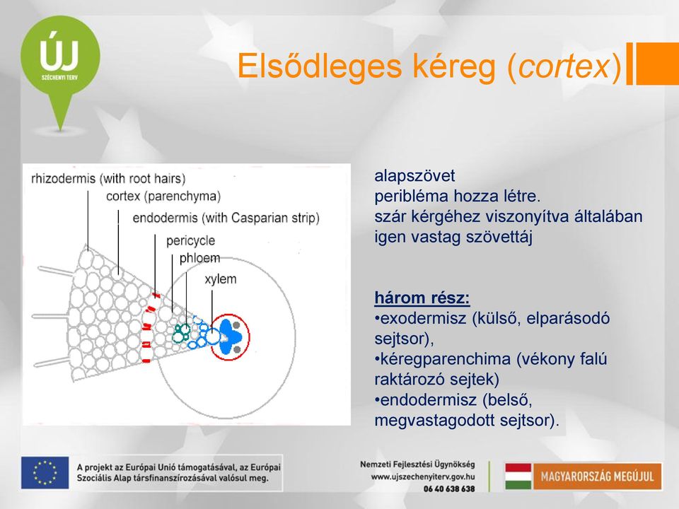rész: exodermisz (külső, elparásodó sejtsor), kéregparenchima