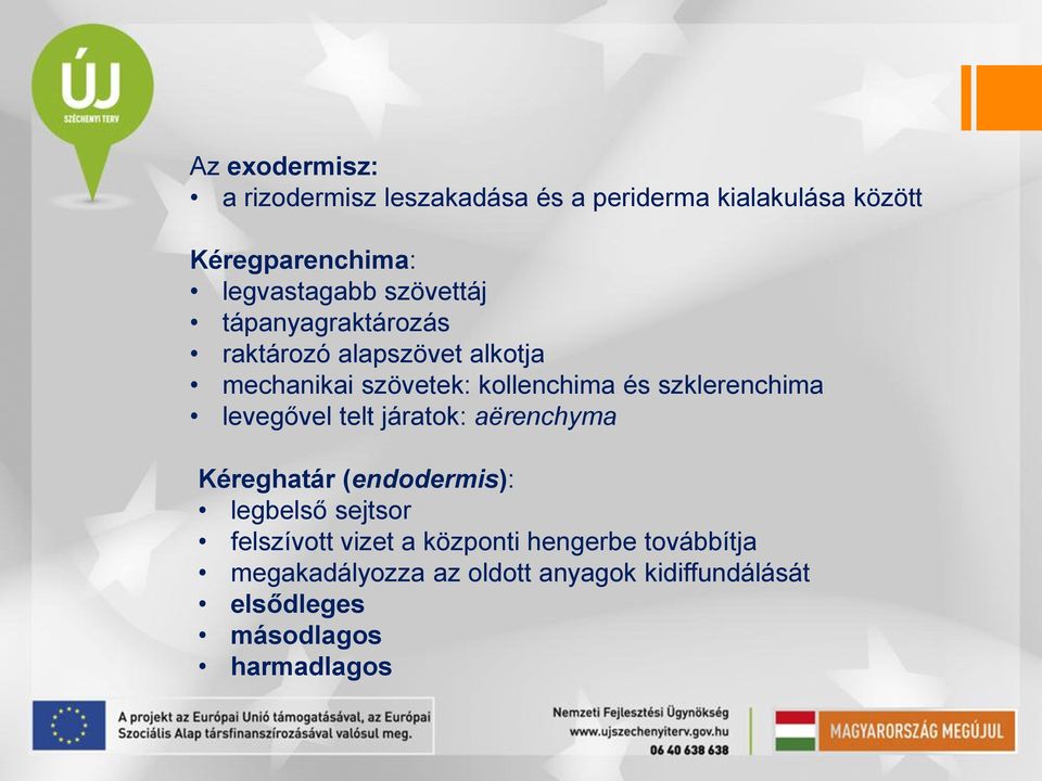 szklerenchima levegővel telt járatok: aërenchyma Kéreghatár (endodermis): legbelső sejtsor felszívott