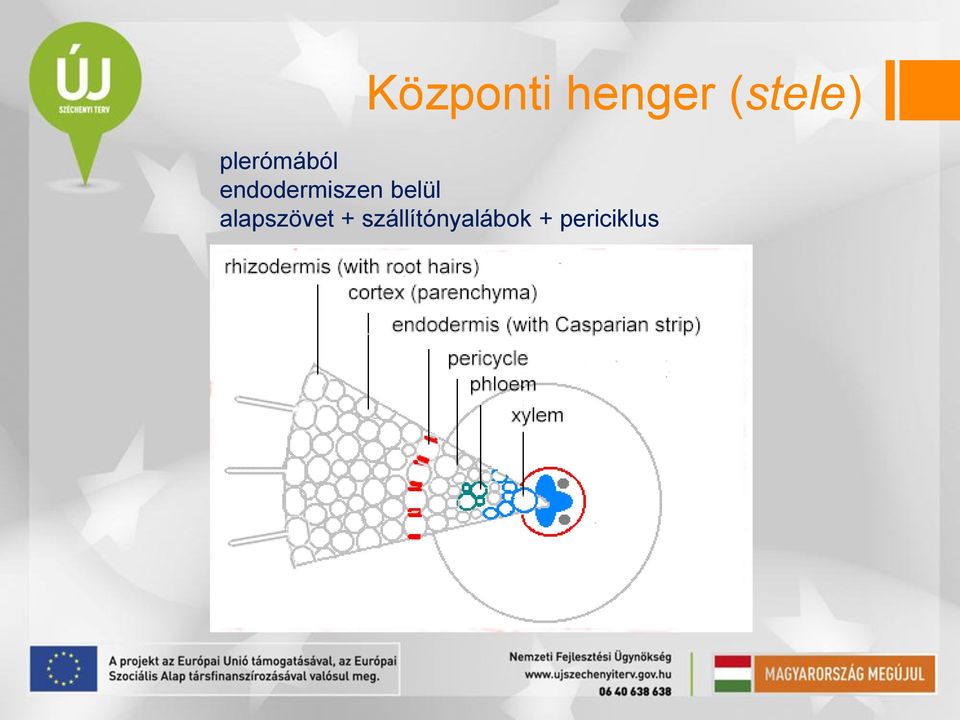 belül alapszövet +