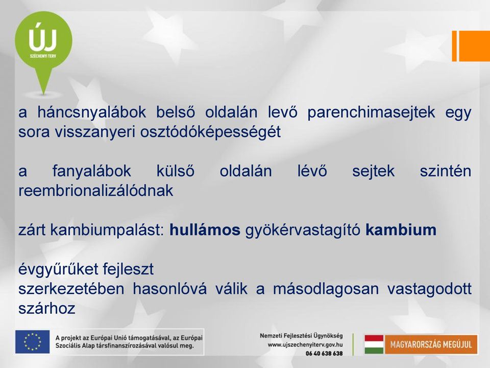 reembrionalizálódnak zárt kambiumpalást: hullámos gyökérvastagító kambium