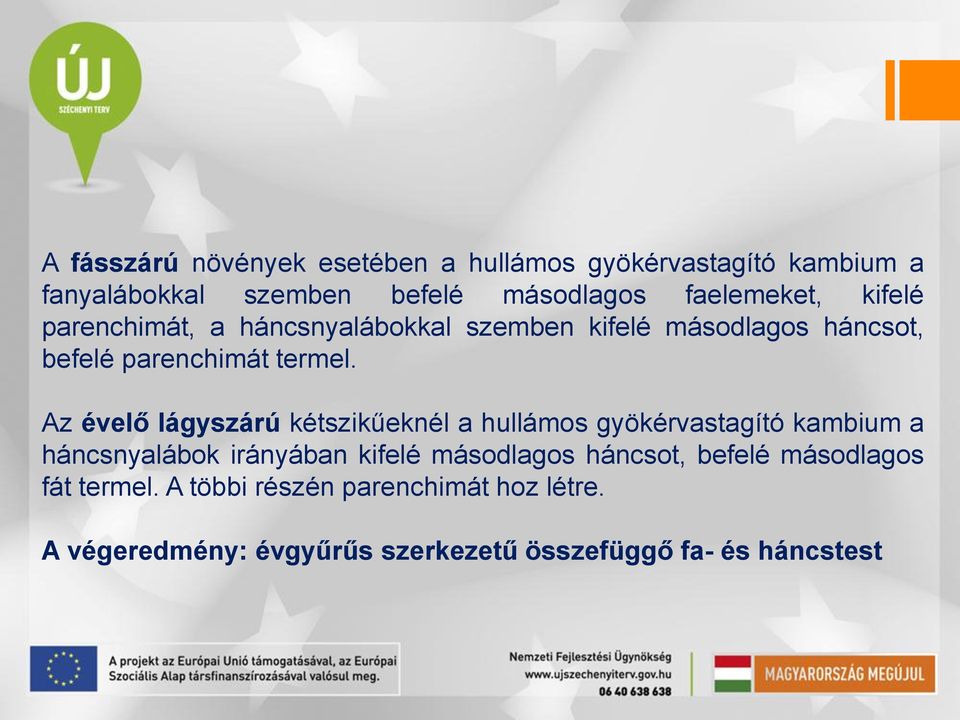 Az évelő lágyszárú kétszikűeknél a hullámos gyökérvastagító kambium a háncsnyalábok irányában kifelé másodlagos