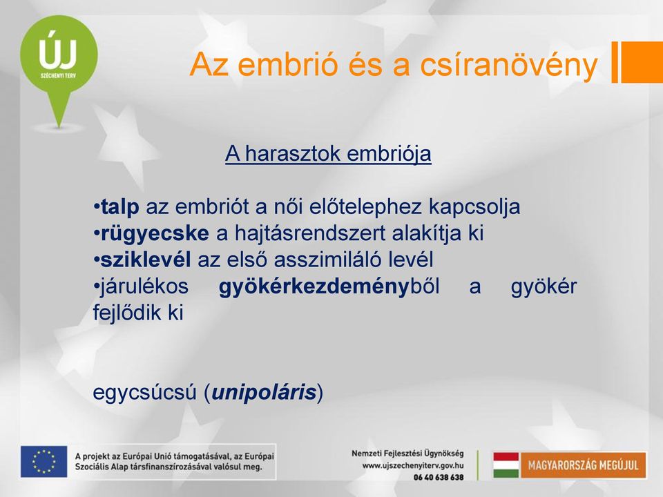 hajtásrendszert alakítja ki sziklevél az első asszimiláló